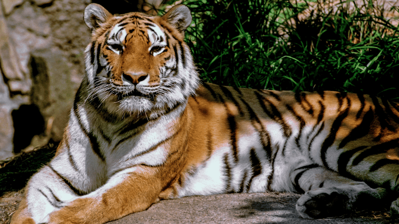 BARDIA NATIONAL PARK SAFARI। BENGAL TIGER।SINCE 1988।7DAYS