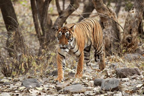 BARDIA NATIONAL PARK SAFARI। BENGAL TIGER।SINCE 1988।7DAYS