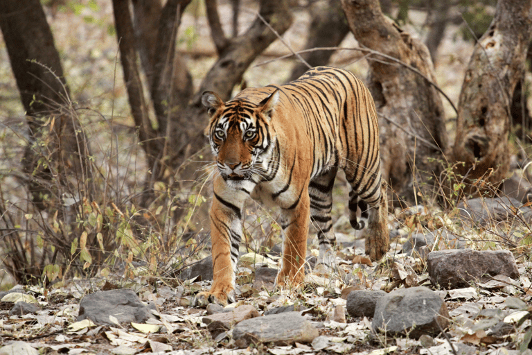 BARDIA NATIONAL PARK SAFARI। BENGAL TIGER।SINCE 1988।7DAYS