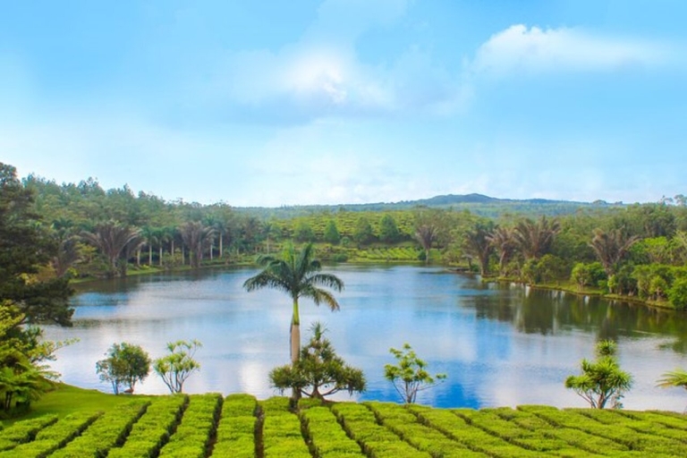 Parc aux crocodiles, plantation de thé et dégustation de thé - visite privée