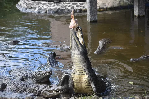 Mauritius: Crocodile Park e tour della fabbrica del tè con degustazione