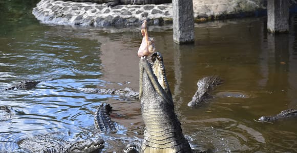 Mauritius: Crocodile Park and Tea Factory Tour with Tasting