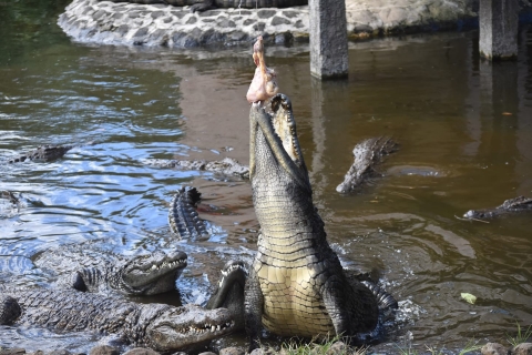 Crocodile Park, theeplantage en theeproeverij privétour