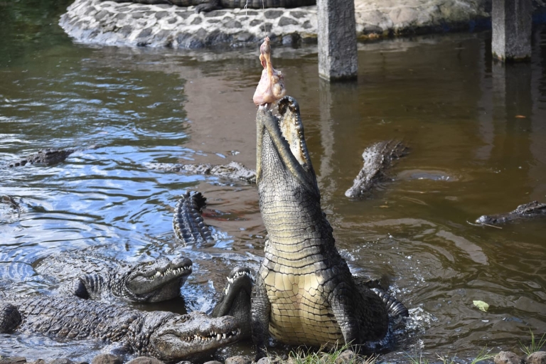 Crocodile Park, theeplantage en theeproeverij privétour