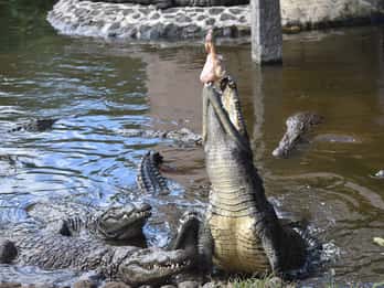 Mauritius: Crocodile Park e tour della fabbrica del tè con degustazione