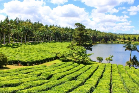 Parc aux crocodiles, plantation de thé et dégustation de thé - visite privée