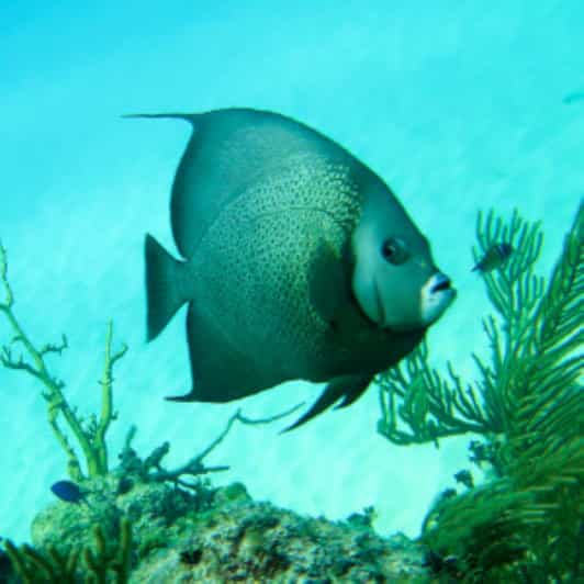 Mahahual Fish Identification Diving Experience GetYourGuide