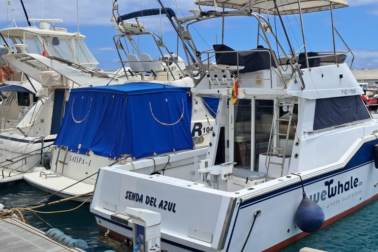 Gran Canaria: Ekologisk båttur för delfinsafari i liten gruppGran Canaria: Ekologisk båttur för att se delfiner i liten grupp