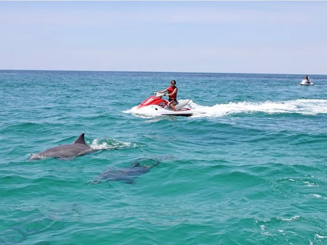 Visit Cape Coral and Fort Myers Wild Life Jet Ski Tour in Fort Myers, Florida