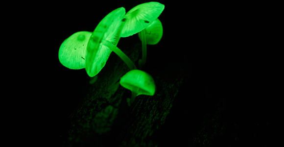 Cape Tribulation: Daintree Rainforest Night Walk Tour