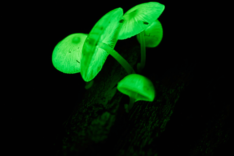 Cape Tribulation : Visite nocturne de la forêt tropicale de Daintree