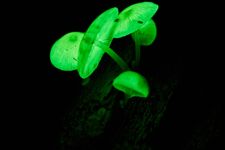 Cape Tribulation : Visite nocturne de la forêt tropicale de Daintree