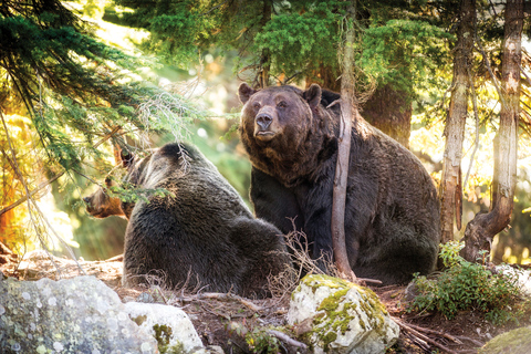 Vancouver: ticket voor Grouse Mountain