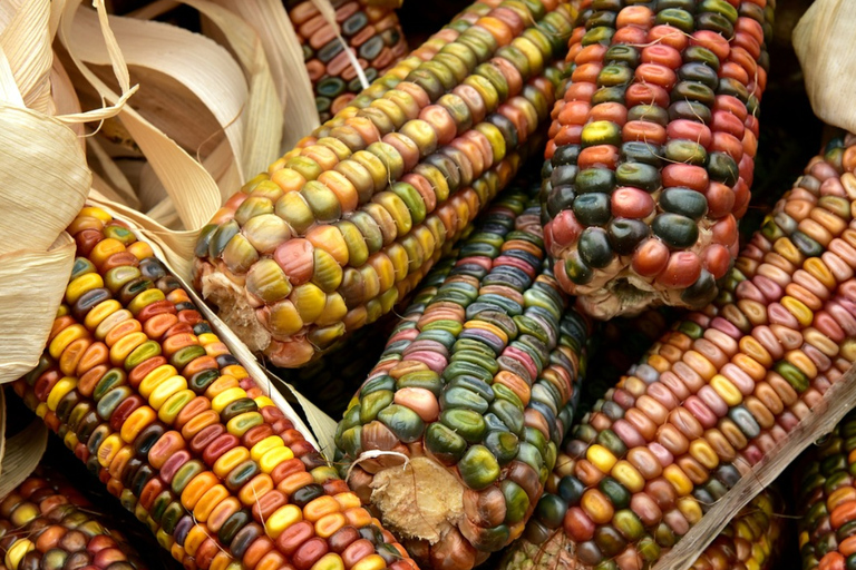 Chiapas: A Culinary Adventure Discovering Local Gastronomy