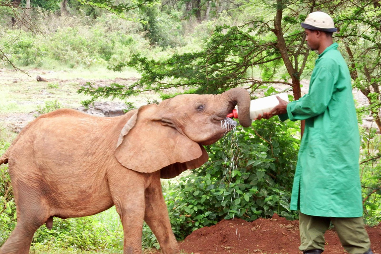 Nairobi: Elephant Orphanage Trust and Giraffe Center Tour