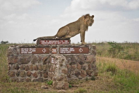Safari dans le parc national de Nairobi avec prise en charge gratuite à l'hôtel