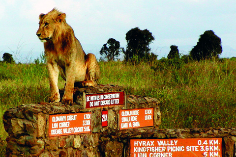 Safari dans le parc national de Nairobi avec prise en charge gratuite à l'hôtel