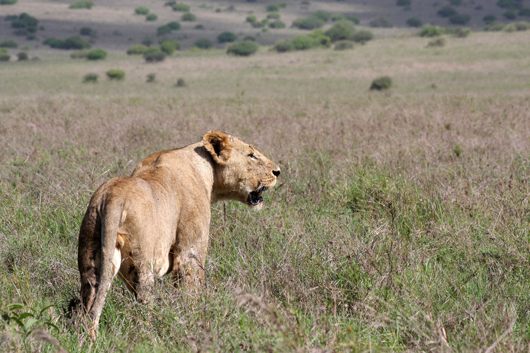 Half Day Guided Tour in Nairobi National Park Tour Free WifiNairobi National Park: Game Drive Tour with Pickup