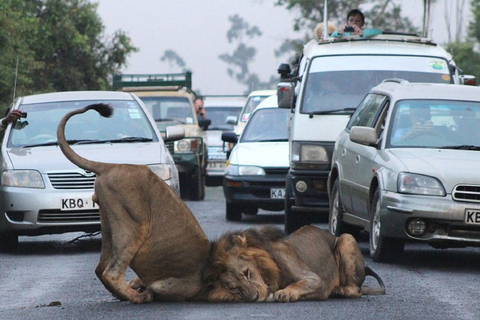 Half Day Guided Tour in Nairobi National Park Tour Free WifiNairobi National Park: Game Drive Tour with Pickup