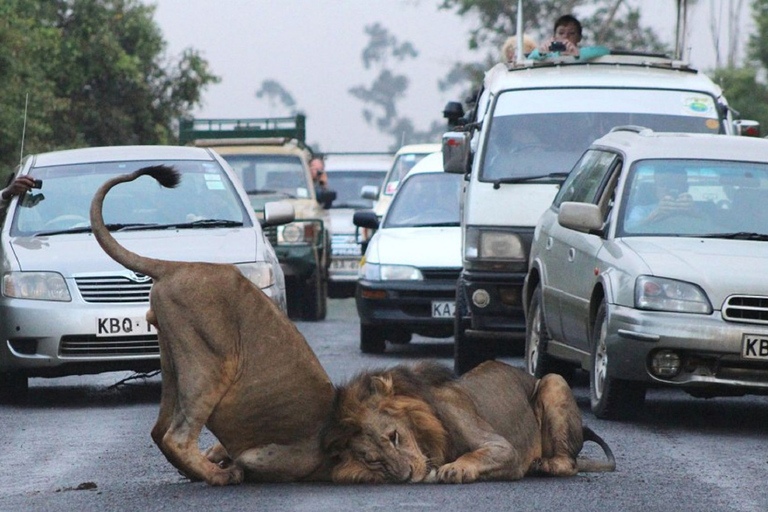 Safari dans le parc national de Nairobi avec prise en charge gratuite à l'hôtel