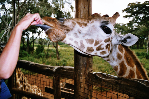 Halve dag Baby Elephant Orphanage Giraffe Centre Rondleiding