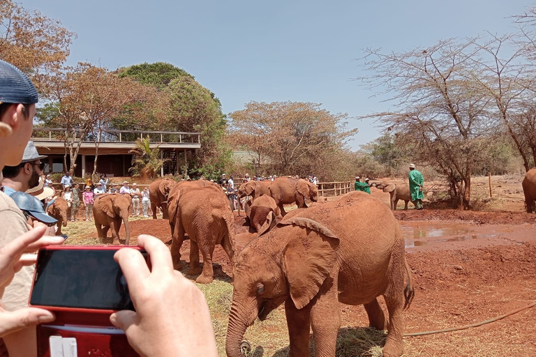 Halve dag Baby Elephant Orphanage Giraffe Centre Rondleiding