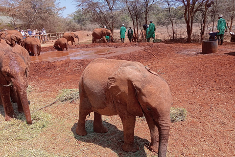 Halve dag Baby Elephant Orphanage Giraffe Centre Rondleiding