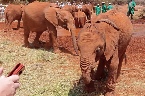 Halve dag Baby Elephant Orphanage Giraffe Centre Rondleiding