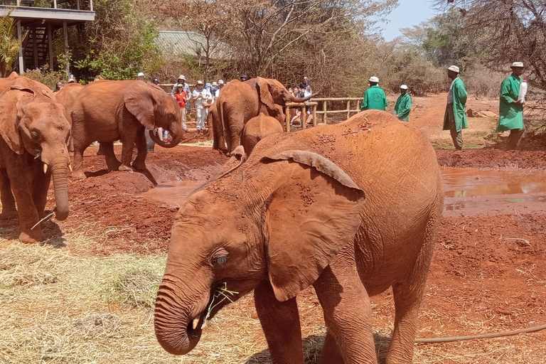 Halve dag Baby Elephant Orphanage Giraffe Centre Rondleiding