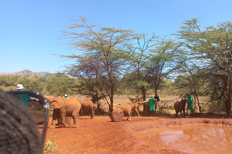 Halve dag Baby Elephant Orphanage Giraffe Centre Rondleiding