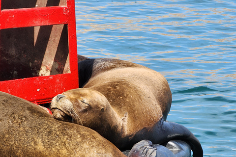 Tour por la reserva de Paracas, las islas Ballestas, Huacachina y las dunasReserva de Paracas, islas Ballestas, Huacachina y dunas