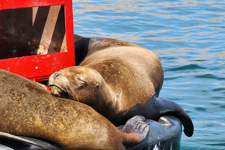 Tour por la reserva de Paracas, las islas Ballestas, Huacachina y las dunasReserva de Paracas, islas Ballestas, Huacachina y dunas