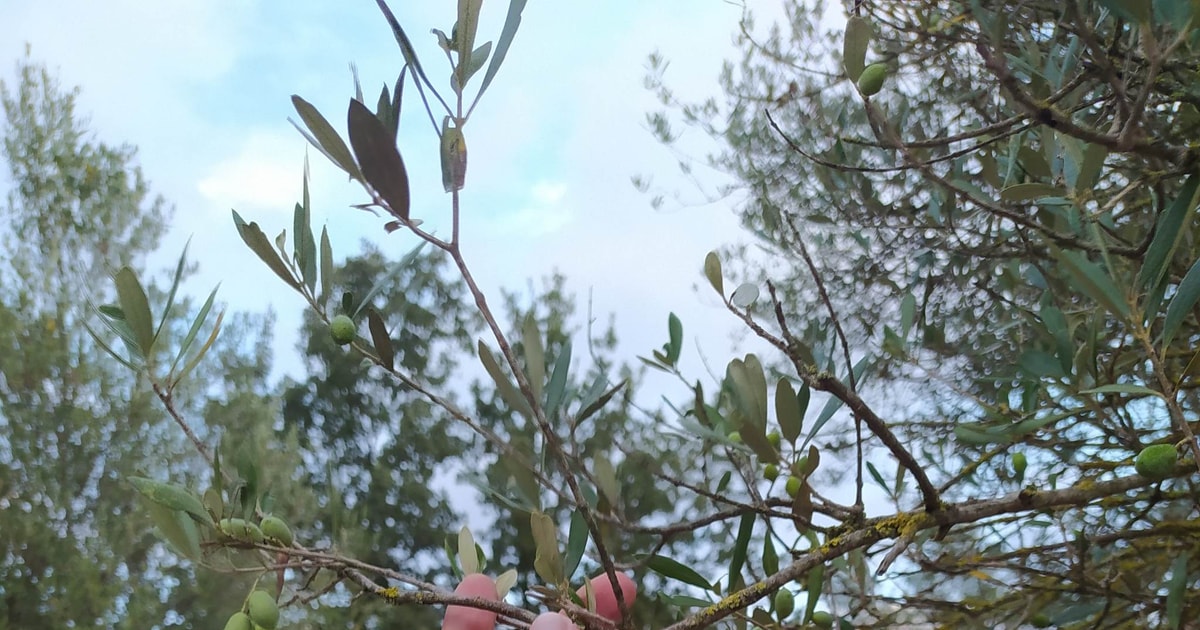 Rethymno Private Olive Oil & Honey Tasting Tour with Lunch GetYourGuide