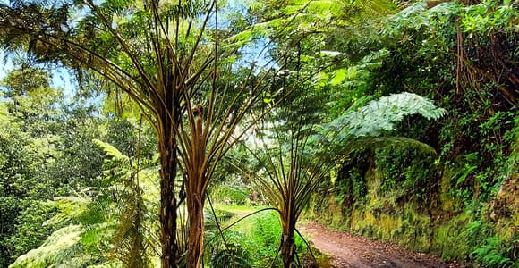 Funchal: Madeira Island 4x4 Private Customizable Tour