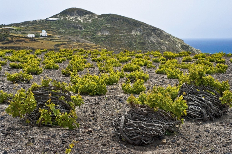 Santorini: Tour Privado Guiado del Vino