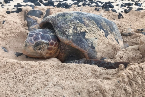 Desde Boa Vista: Observación de Tortugas, Anidamiento - Excursión NocturnaVisita compartida