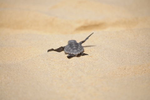 Von Boa Vista aus: Schildkrötenbeobachtung, Nisten - AbendtourGemeinsame Tour