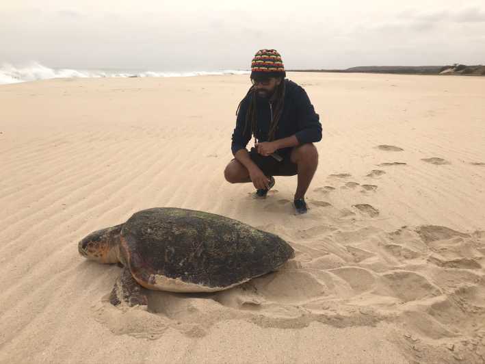 Boa Vistából: Boa Vista: Teknős megfigyelés és fészkelés esti túra