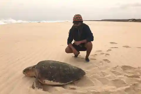 From Boa Vista: Turtle Watching and Nesting Evening Tour