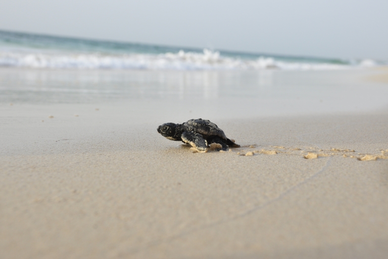 Von Boa Vista aus: Schildkrötenbeobachtung, Nisten - AbendtourGemeinsame Tour