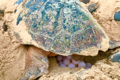 From Boa Vista: Turtle Watching, Nesting - Evening Tour Private tour