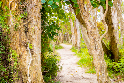 North Stradbroke Island: Minjerribah Cultural Driving Tour