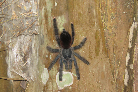 Puerto Maldonado: Tambopata Candamo 5-day expeditions