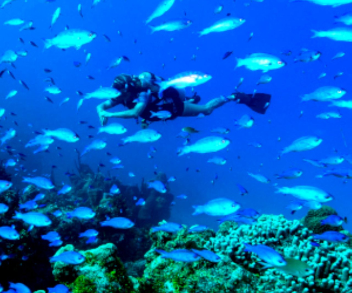 Mahahual: 1, 2 or 3 Tank Diving Experience
