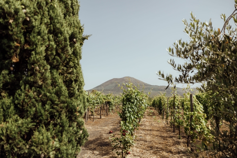 Pompei: rondleiding Vesuvius-wijngaarden met wijnproeverij en lunchTour met ontmoetingspunt