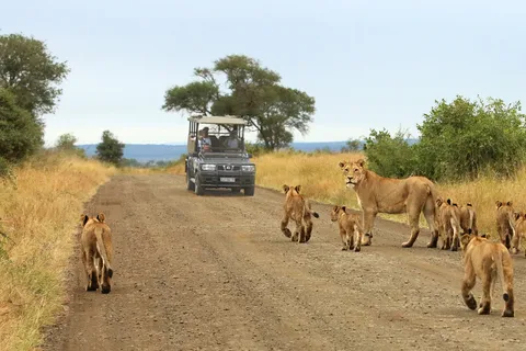 From Hazyview: Full Day Kruger Park Wildlife Safari