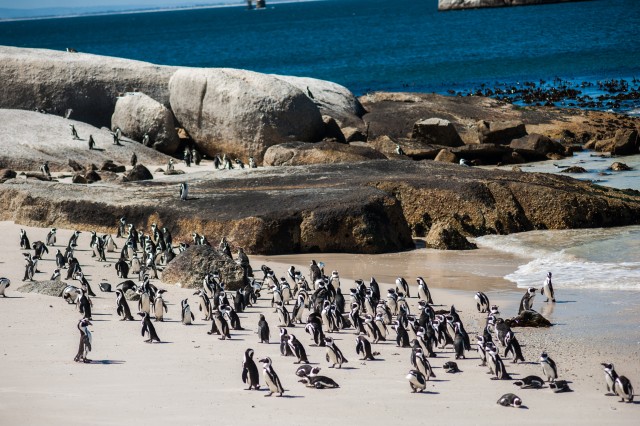 Visit Cape Town Penguin Watching at Boulders Beach Half Day Tour in Ciudad del Cabo