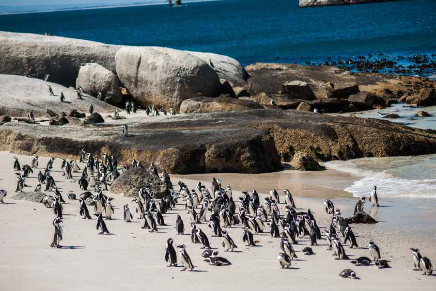 Kapstadt: Pinguin-Beobachtung am Boulders Beach