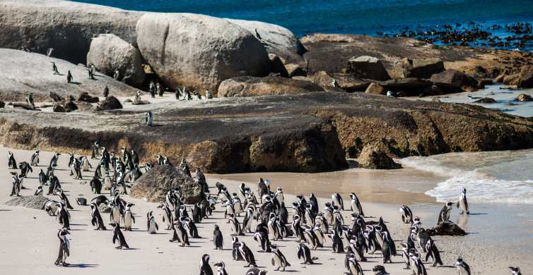 Pinguine in Südafrika: Stony Point und Boulders Beach - https