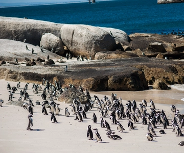 Cape Town: Penguin Watching at Boulders Beach Half Day Tour